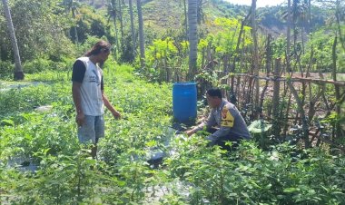 Dukung Ketahanan Pangan, Bhabinkamtibmas Desa Luk Turun Bantu Petani Tomat dan Motivasi Warga