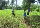 Dukung Asta Cita, Polsek Rhee Dampingi Petani Jagung dan Dorong Pemanfaatan Lahan Pekarangan