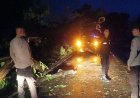 Pastikan Jalur Lintas Tetap Aman, Polsek Labuhan Badas Amankan TKP Pohon Tumbang di Karang Dima
