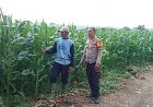Dukung Kedaulatan Pangan, BKTM Desa Lamenta Pantau Langsung Perawatan Tanaman Jagung Warga