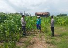 Dukung Ketahanan Pangan, Kapolsek Plampang Turun Langsung Pantau Pertumbuhan Jagung Warga